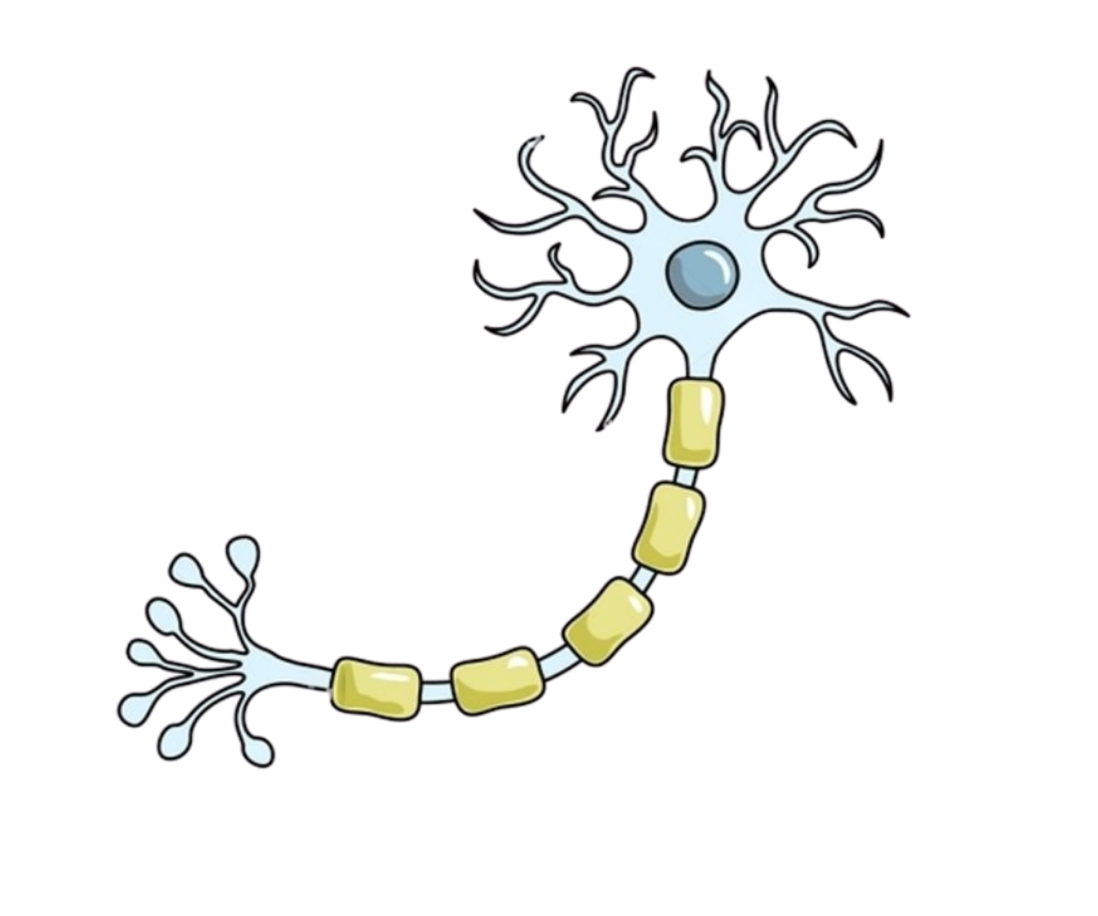Healthy Nerve